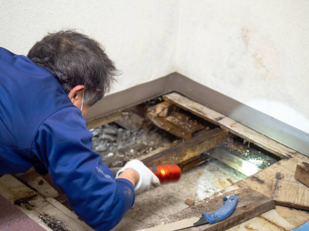 Best Black Mold Remediation in Huntsville, AL