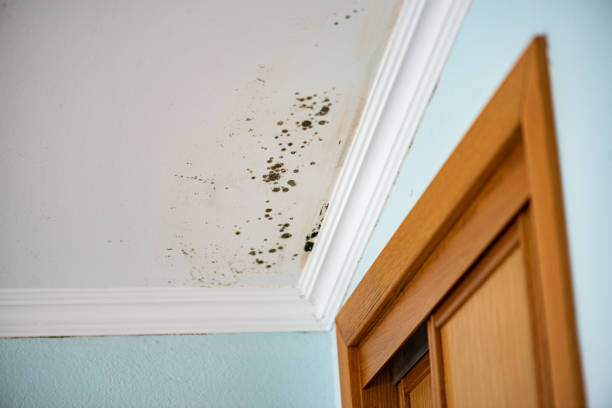 Best Mold Remediation for Specific Building Types in Huntsville, AL