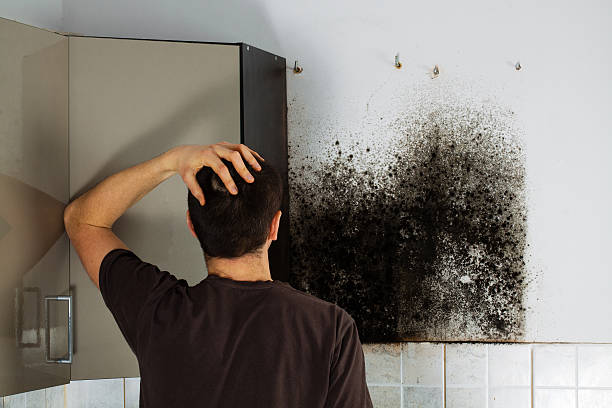 Best Residential Mold Remediation in Huntsville, AL